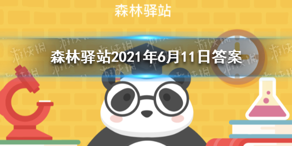 娃娃鱼是国家二级重点保护的野生动物，它的学名是 森林驿站2021年6月11日答案