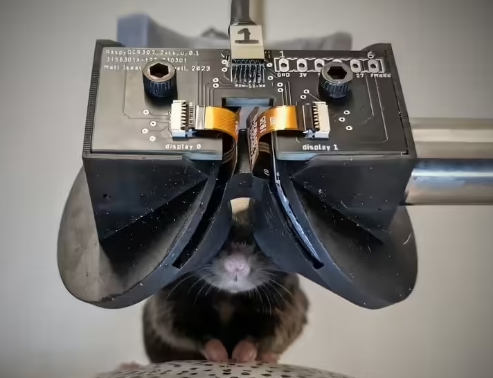 科学狂想！老鼠戴上VR头显，成为大脑研究“探险家”