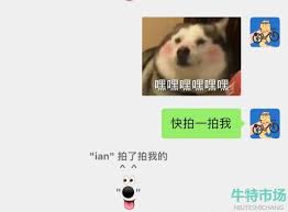 微信拍一拍小动物图标：趣味互动新玩法，萌化你的心！