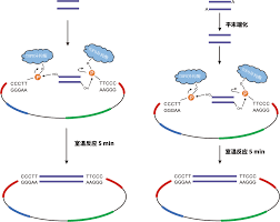 深入理解：Clone与Cloning的概念区别及应用解析