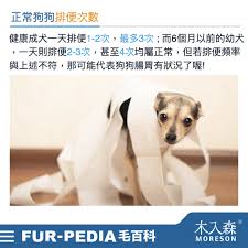 惊险六小时：人狗意外被困，温情救援大行动！