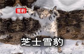 芝士雪豹网络梗起源与流行解析