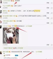 王思聪悬赏百万寻回爱犬可可的真相与找回历程