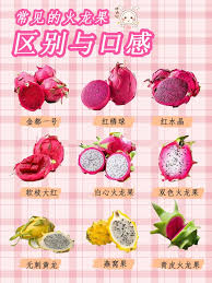 火龙果与蜜宝大差异全解析