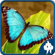 butterfly jigsaw