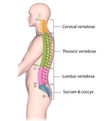 想知道在哪玩SPINE？这里有超详细攻略！