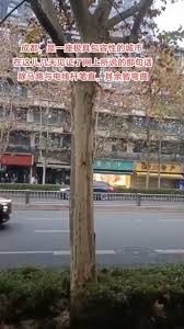 改进大路上电线杆，提升道路安全与美观度