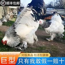 鸡从天降联合出鸡价格大售价究竟多少？