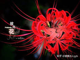 彼岸花开难涉三途，此地荒草忘川一水