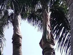 如何卸载椰子树下聊天室