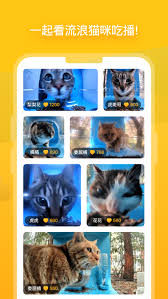 惊爆！街猫app申请猫屋全攻略，街猫软件申请猫屋秘籍大公开！