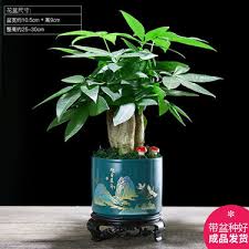 朋友搬家送啥绿植好？这份精选推荐超实用！