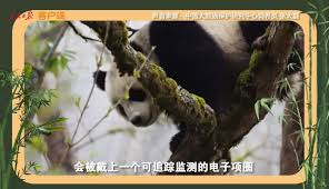 熊猫高考许愿怎么删除，熊猫高考删除许愿方法