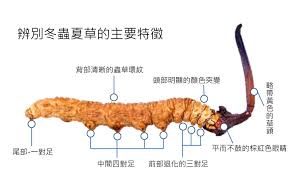 真菌究竟是植物还是动物？深度剖析真菌的归属之谜