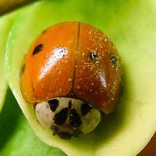惊！色虫究竟是什么？