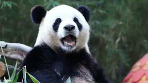 专家回应大熊猫银柯身体情况究竟如何了
