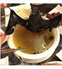 水蝙蝠的饮食核心要点大公开